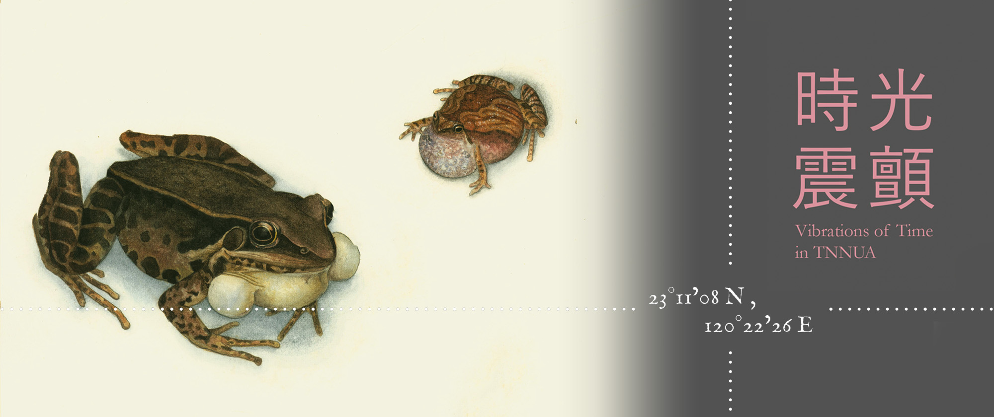 校園生態導覽｜五月─梅雨季一來，各種蛙類就會組成南藝夜間交響樂團，在校園池畔接力演奏歡慶